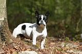 BOULEDOGUE FRANCAIS 1096